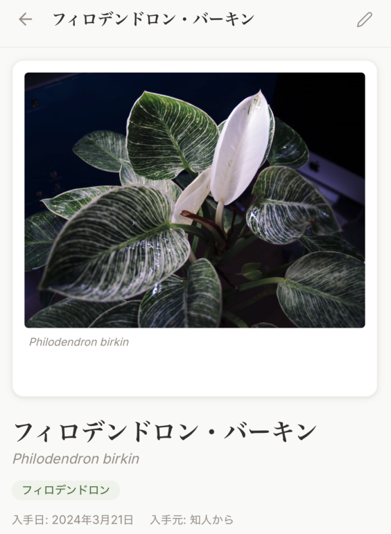 Philodendron birkin — HACHIROKU